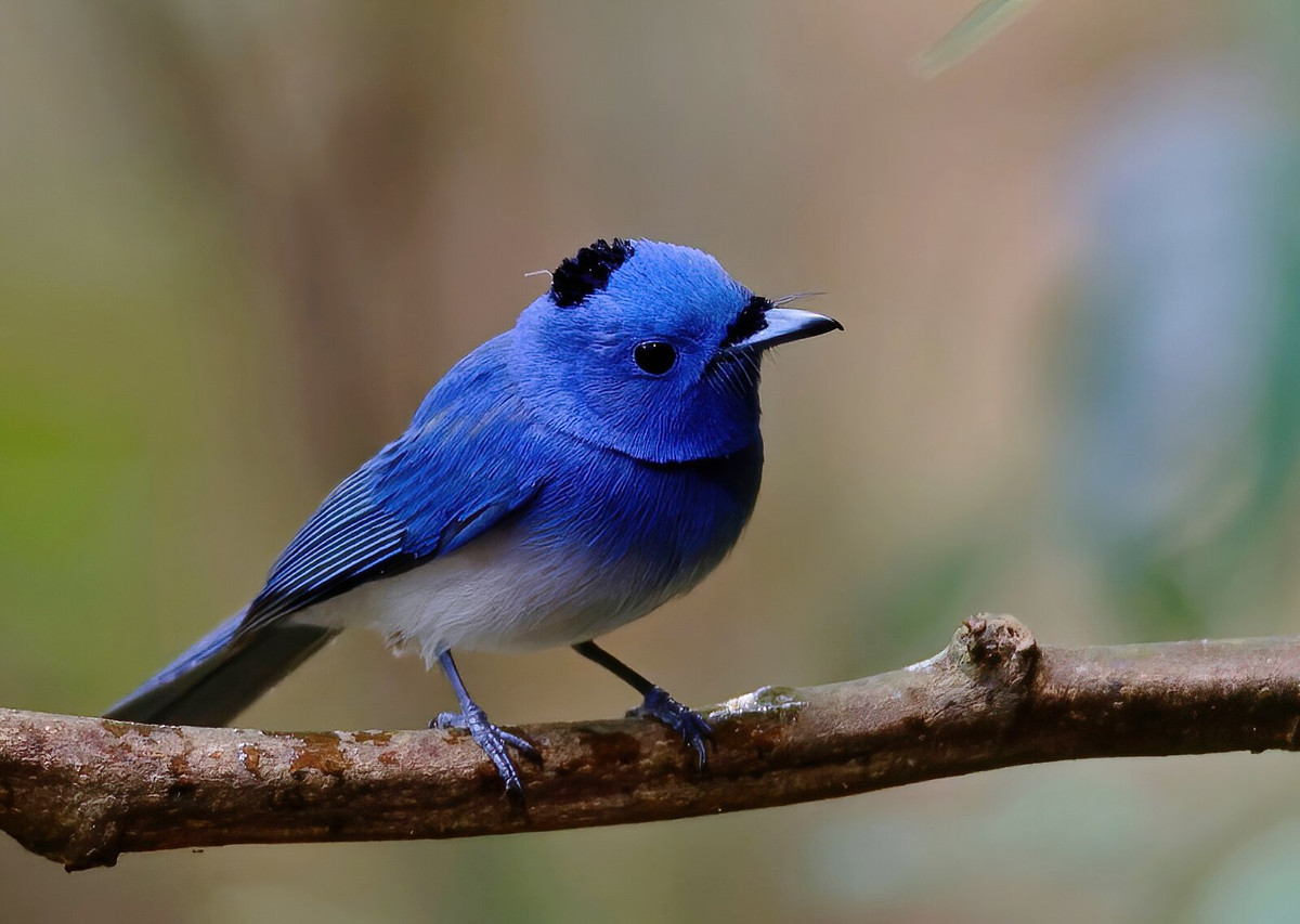 Chim đớp ruồi xanh gáy đen (Hypothymis azurea), chụp ở Di Linh, Lâm Đồng. Ảnh: Ana Silva / Flickr.