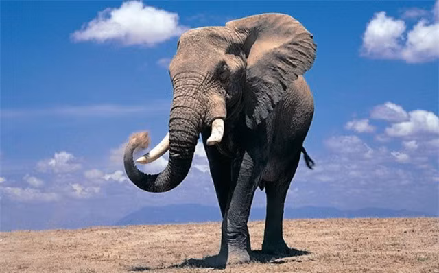  Voi có thể sử dụng các công cụ như lá cây, cành cây hoặc đá để làm mát, chải lông hoặc giết mồi. Voi cũng có ngôn ngữ âm thanh và cơ thể phong phú, bao gồm tiếng kêu, tiếng ống và tiếng vo ve. Voi cũng có thể tự nhận thức và biểu lộ các cảm xúc như buồn, vui, yêu thương và thương xót.