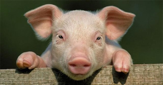  Hiện nay, lợn cũng đã được nhiều người nuôi trong nhà như 1 thú cưng, 1 nghiên cứu đã chỉ ra rằng lợn nuôi trong nhà có thể sử dụng gương để tìm kiếm thức ăn và đánh lừa những con lợn khác để tranh thủ ăn được nhiều hơn.