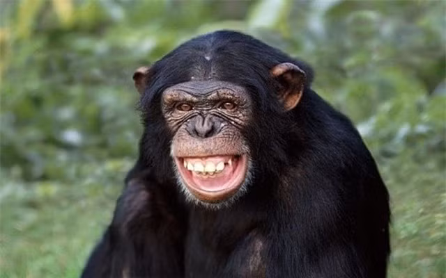  Tinh tinh có bộ não lớn và phức tạp, cho phép chúng sử dụng các công cụ, nhận biết chính mình trong gương, biểu lộ các cảm xúc và ý chí riêng. Tinh tinh cũng có ngôn ngữ cơ thể phong phú và có thể học được các ký hiệu và từ ngữ của con người, chúng cũng có thể nhớ tên người trong suốt nhiều năm dù không gặp họ. 