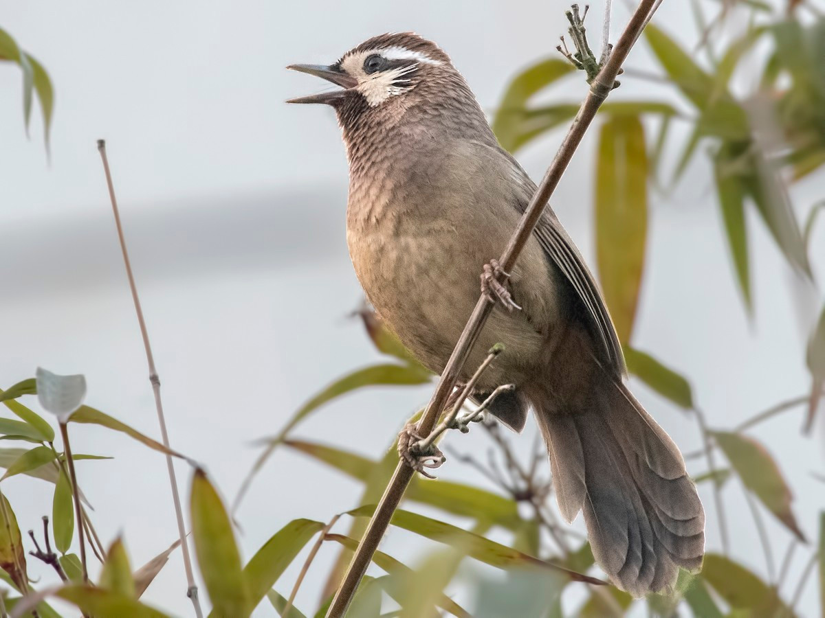 Sinh cảnh của loài chim này là rừng thứ sinh, cây bụi, trảng cỏ, cây gỗ, tre nứa, nơi canh tác, phân bố ở độ cao 600-1,700 mét, thỉnh thoảng ghi nhận di chuyển xuống 250 mét. Ảnh: eBird.