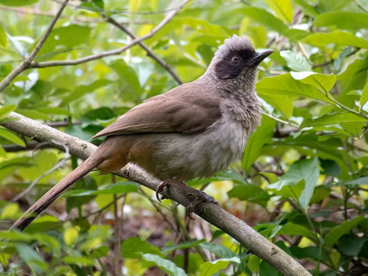 Cá thể trưởng thành của loài chim này có thân xám nâu với phần mặt đen rộng, phần dưới đuôi vàng nhạt. Ảnh: eBird.