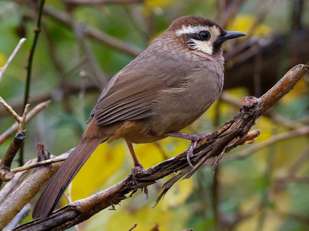 Cá thể trưởng thành của loài chim này có thân nâu nhạt tương phản với viền mắt và má trắng nhạt, dưới đuôi hung nhạt, thân và phần dưới cơ thể điểm các sọc xám mờ. Ảnh: eBird.