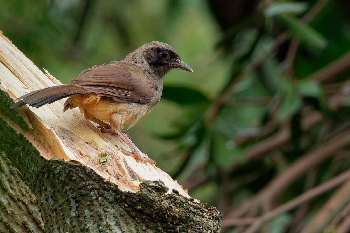 Cũng như chim bò chiêu, chim bò chao là loài động vật nguy cấp, quý hiếm, nằm trong nhóm IIB của Nghị định số 06/2019/NĐ-CP. Ảnh: eBird.