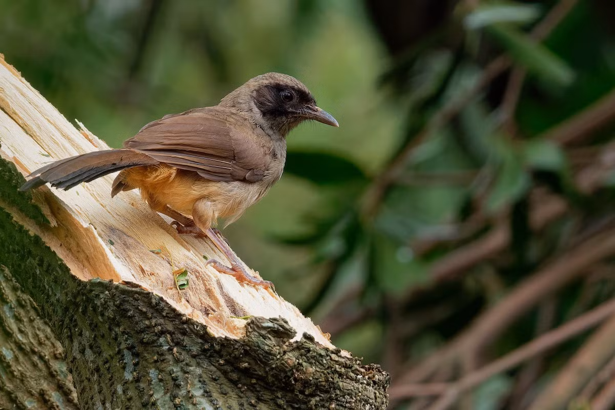 Cũng như chim bò chiêu, chim bò chao là loài động vật nguy cấp, quý hiếm, nằm trong nhóm IIB của Nghị định số 06/2019/NĐ-CP. Ảnh: eBird.