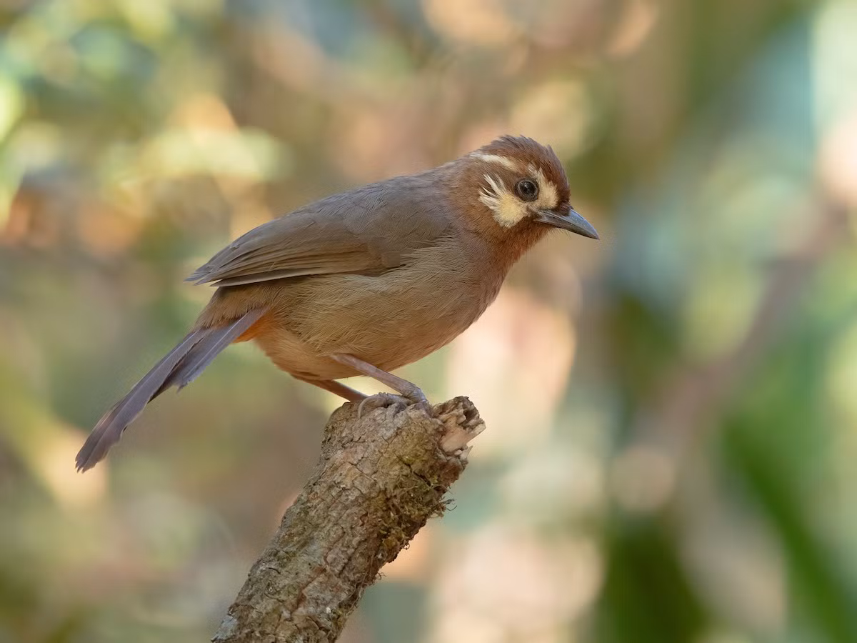 1. Chim bò chiêu (Pterorhinus sannio) dài 22-24 cm, là loài định cư, tương đối phổ biến tại Tây Bắc, Đông Bắc, dễ bắt gặp tại VQG Hoàng Liên Sa Pa, khu BTTN Du Già, Quản Bạ, Tây Côn Lĩnh. Ảnh: eBird.