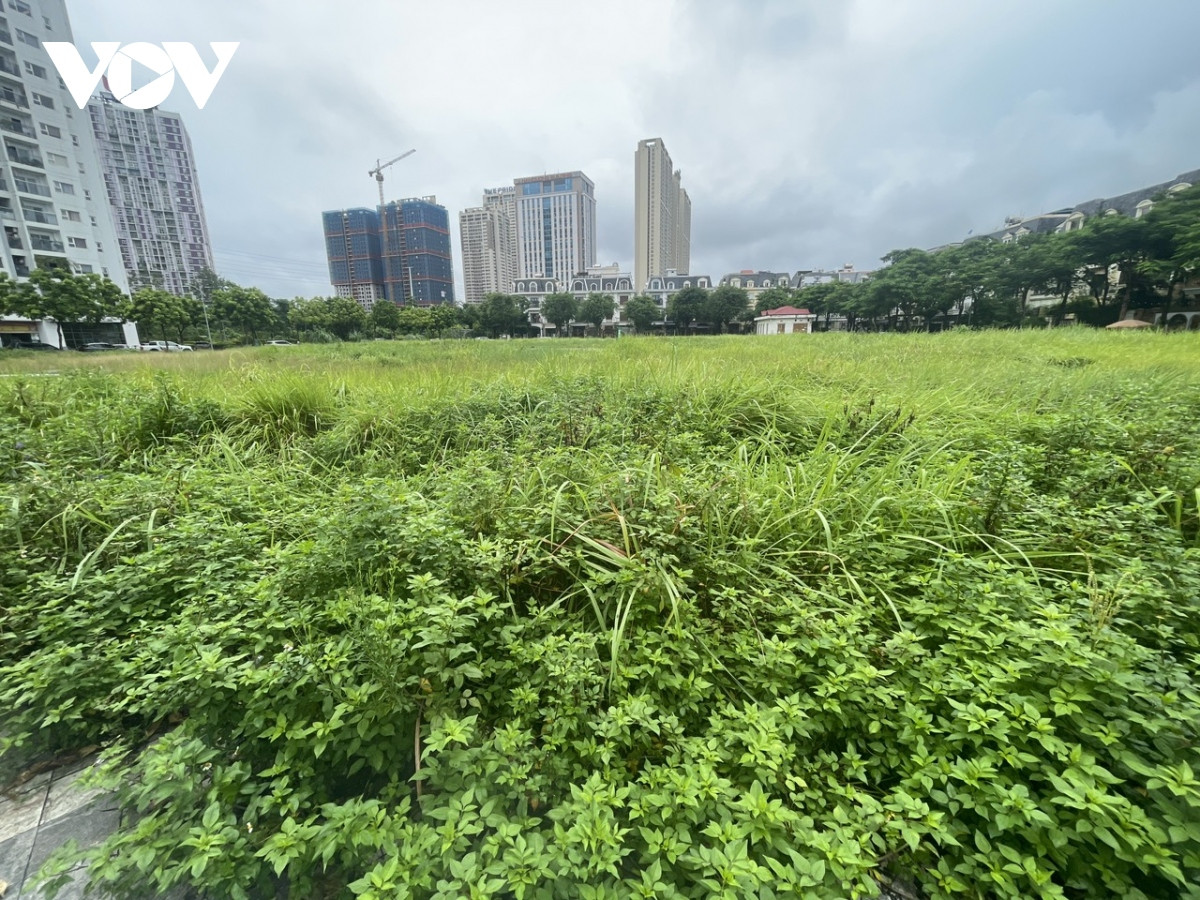 Xung quanh cỏ dại mọc um tùm.