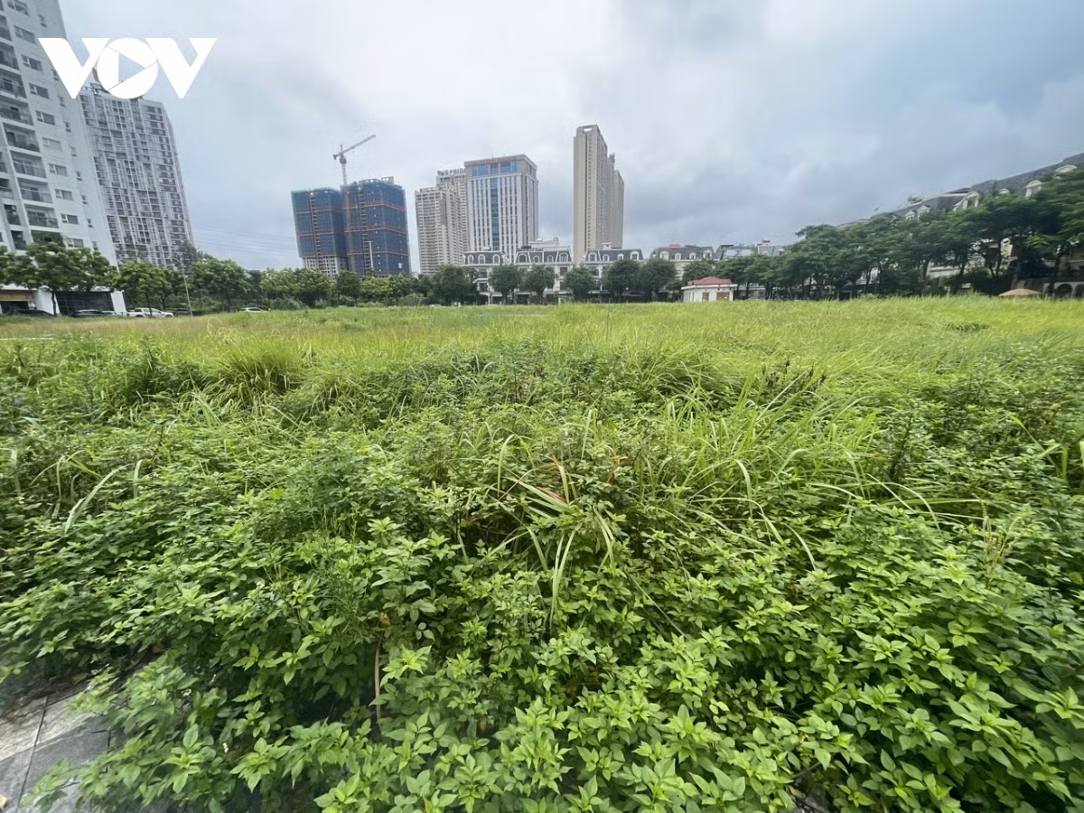 Xung quanh cỏ dại mọc um tùm.