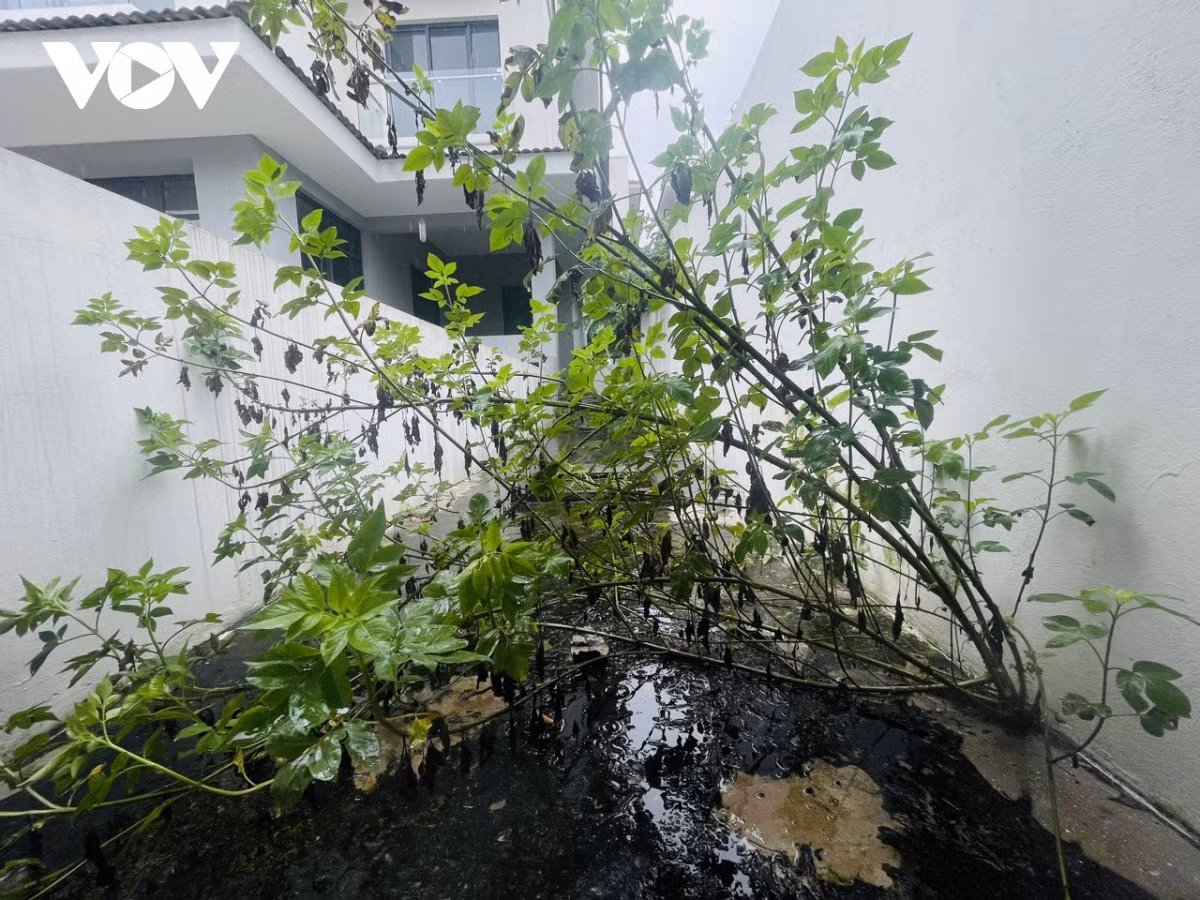 Do bị bỏ hoang lâu ngày, khung cảnh của những căn biệt thự tiền tỷ trở nên hoang tàn, cỏ dại mọc um tùm bên trong khuôn viên.