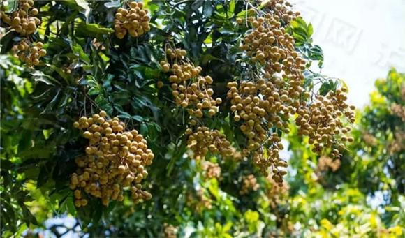 Vì vậy, nhãn có tác dụng rất lớn trong y học và thường được dùng làm thuốc, có thể chữa khí huyết không đủ, hồi hộp, hay quên và mất ngủ. Các triệu chứng như thiếu máu và nhiễm clo. Nó là kẻ thù của bệnh tim và mạch máu não ở người trung niên và người cao tuổi.