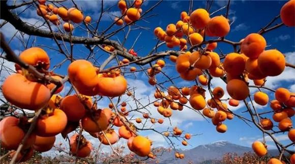 Không chỉ vậy, quả hồng còn có giá trị y học cao. Cuốn “Compendium of Materia Medica” ghi rằng quả hồng có thể làm ẩm phổi và thúc đẩy dịch cơ thể, giảm nôn nao, ngừng nôn mửa, giảm táo bón,… Nó có tác dụng thần kỳ đối với người bị bệnh trĩ chảy máu. phân khô, ho do nhiệt phổi.