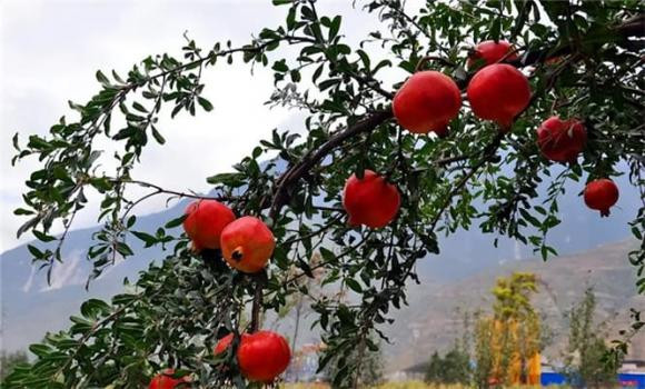 Lựu không chỉ có biểu tượng đẹp mà còn vô cùng giàu chất dinh dưỡng và có đặc tính diệt côn trùng, làm se da. Nó có tác dụng chữa bệnh kiết lỵ và chứa lượng vitamin C gấp đôi táo và lê. Vì vậy, cây lựu đã trở thành một trong những loại trái cây được nhiều người ưa chuộng. 