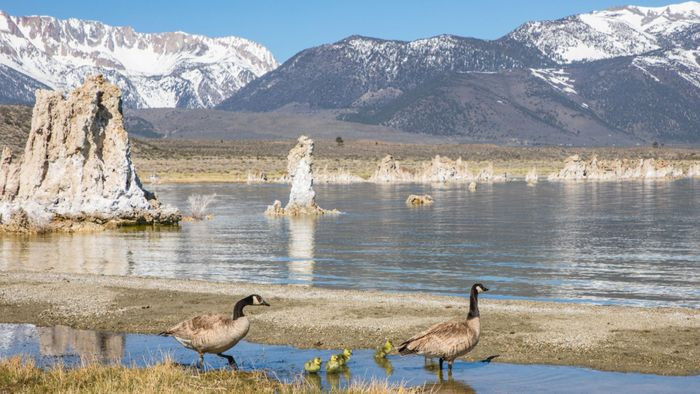 Hồ Mono là một hệ sinh thái thú vị và vô cùng quan trọng. Đây là nơi sinh sống của hàng nghìn tỷ con ruồi đen nhỏ và nhiều tôm muối. Ảnh: Monocounty