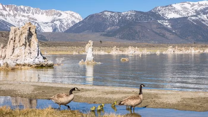 Hồ Mono là một hệ sinh thái thú vị và vô cùng quan trọng. Đây là nơi sinh sống của hàng nghìn tỷ con ruồi đen nhỏ và nhiều tôm muối. Ảnh: Monocounty
