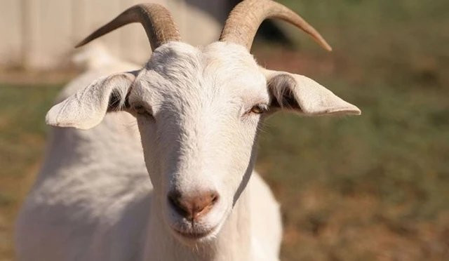 Đặc biệt, tuổi Mùi có thể sẽ đón nhận tin vui về chuyện tình cảm. Mối nhân duyên tốt đẹp, tinh thần phấn chấn, hứng khởi, bản mệnh thấy mình thật may mắn vì tìm được một nửa ưng ý đến vậy.