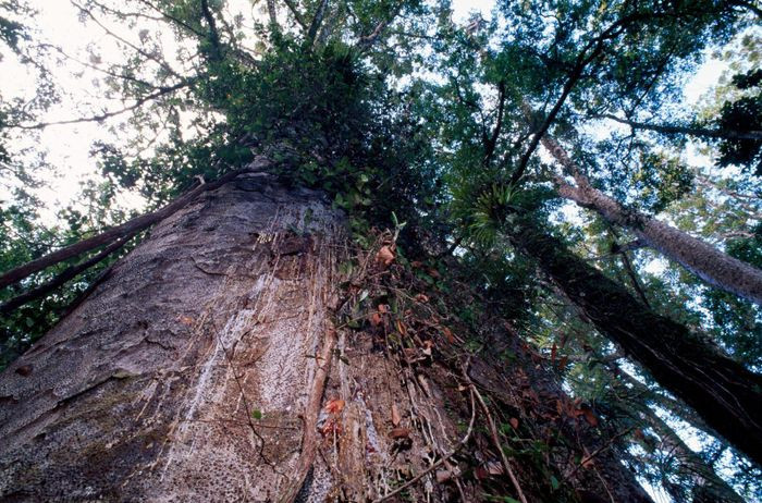 Gỗ Kauri nổi bật nhờ vân và màu sắc lấp lánh rất đặc biệt nên được làm đồ nội thất đắt tiền