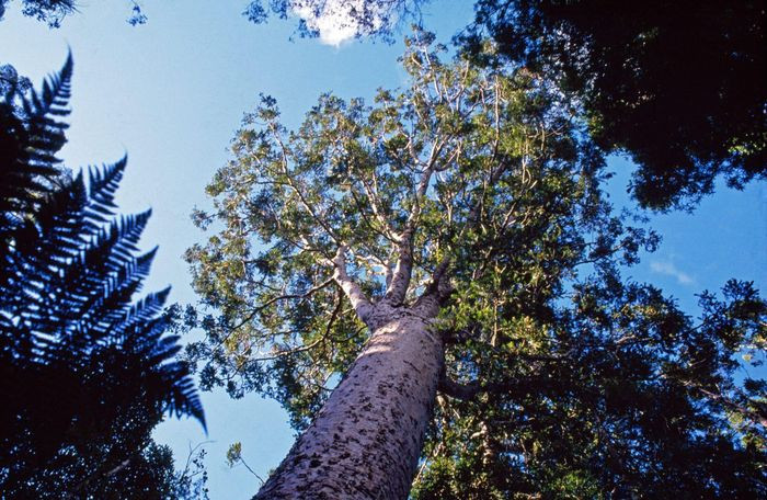 Do có chất lượng cao nên Kauri được mệnh danh là "chúa tể các loài cây"