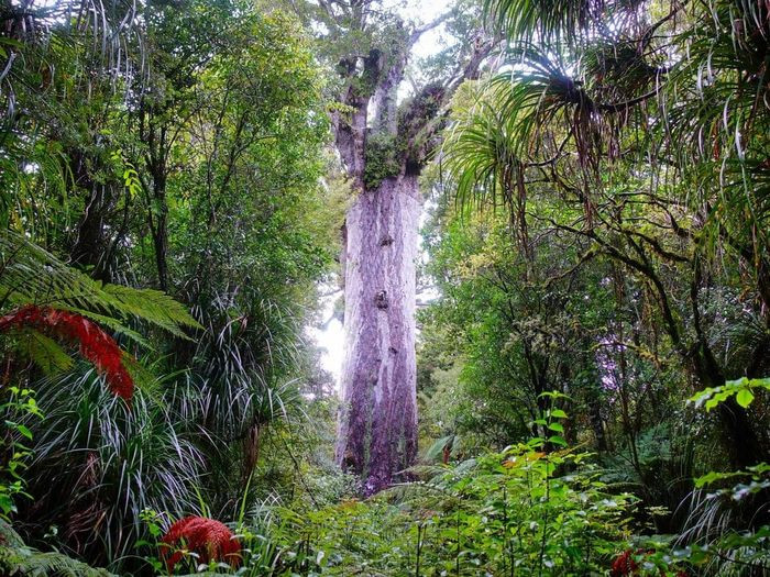 Nhựa của loại cây này còn được làm nên các tác phẩm nghệ thuật “độc nhất vô nhị”