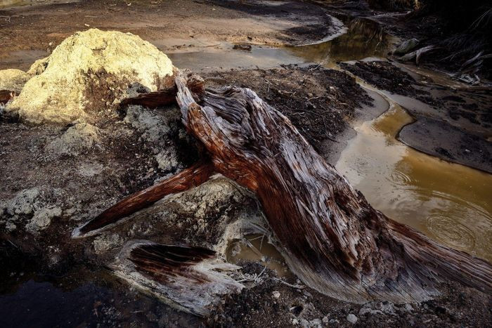 Kauri còn được mệnh danh là cây ma cà rồng vì gốc của loài này vào ban đêm là hút nước và chất dinh dưỡng của các cây khác