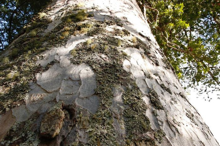 Kể từ đó, Kauri trở thành loại gỗ địa phương được yêu thích bởi các thợ mộc và nhà chế tạo tàu vì độ bền, cứng, thẳng và chịu nước tốt của cây này