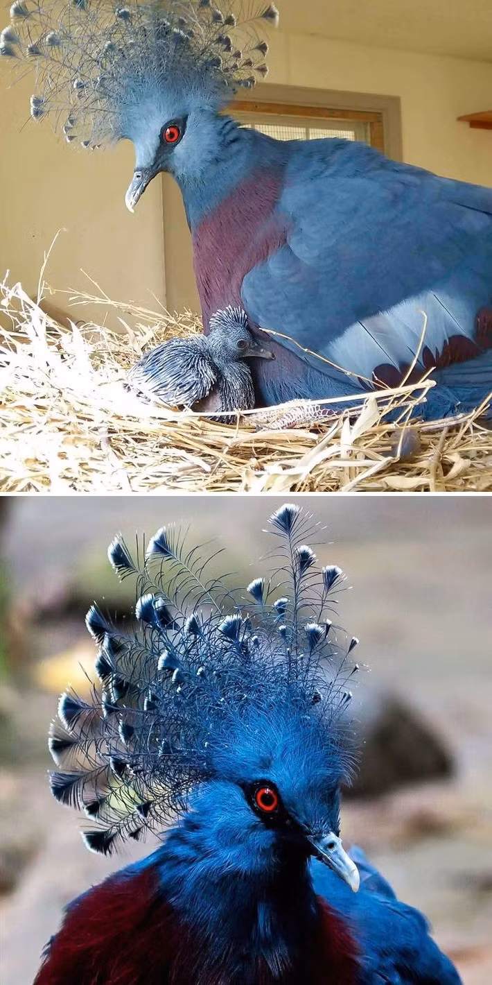 Can canh nhung loai bo cau dep nhat the gioi-Hinh-4