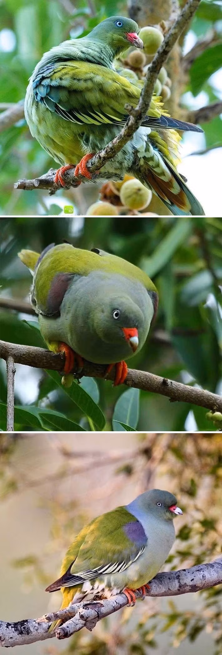 Can canh nhung loai bo cau dep nhat the gioi-Hinh-9