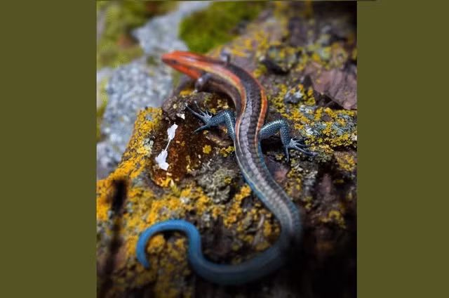 Lo dien sinh vat la 99 trieu tuoi o Myanmar, bi nhot trong ho phach