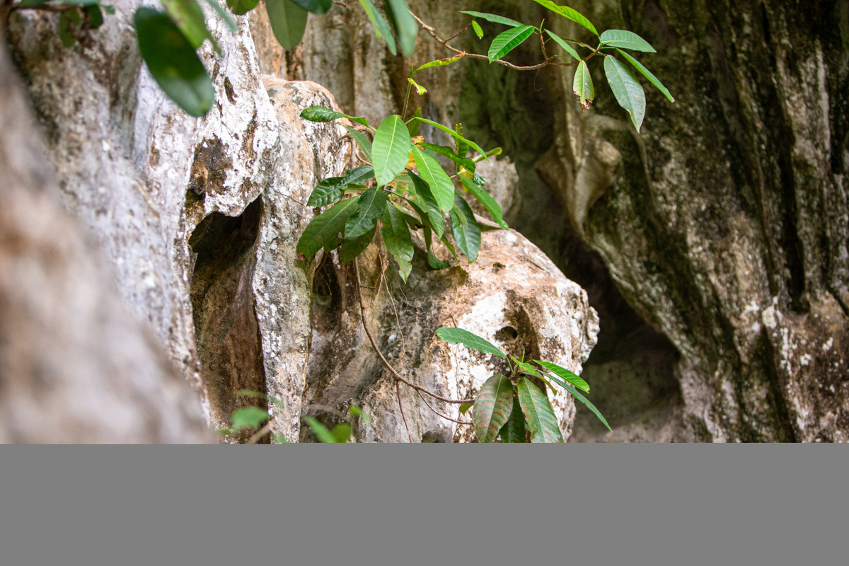 Tại những cửa hang, các loài cây vẫn có thể mọc trên đá và bám sâu vào đá vôi để sinh trưởng và phát triển