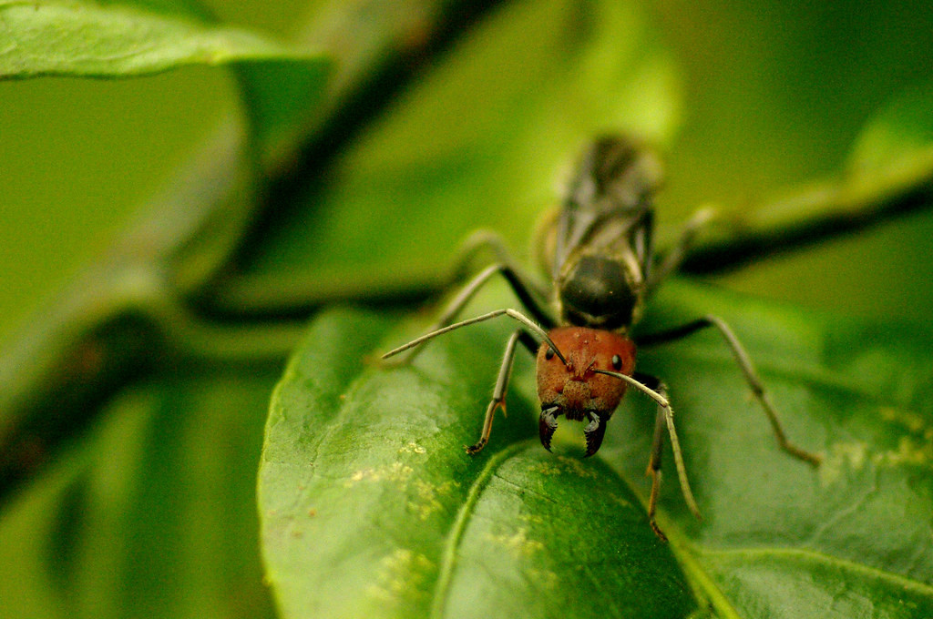 Chú kiến cánh ngoại cỡ.