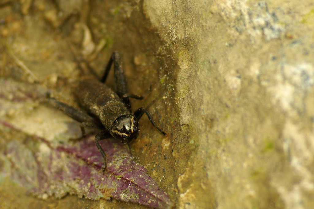 Chú dế nhỏ kiếm ăn trên nền đất.