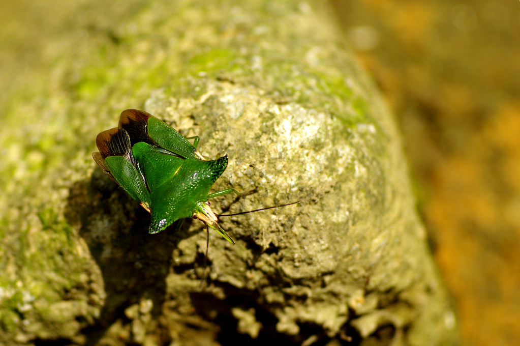 Một loài bọ xít có vẻ ngoài ấn thượng với bộ cánh xanh, phần ngực có gai nhô ra hai bên.