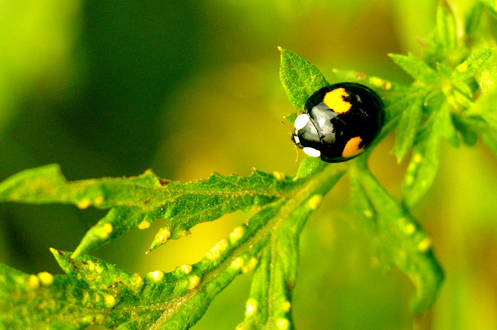 Chú bọ rùa này có màu sắc khá lạ mắt.