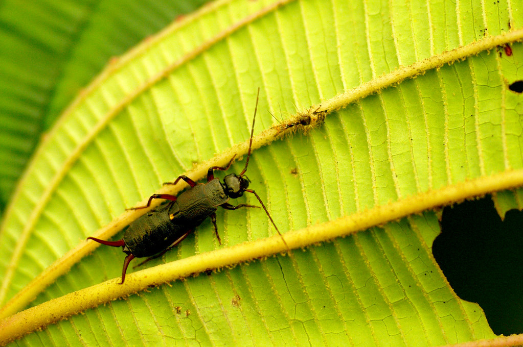 Một con sâu tai bò trên chiếc lá. Loài côn trùng này được nhận dạng nhờ gọng kìm ở cuối đuôi.