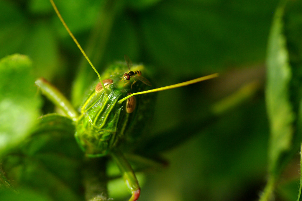 Ruồi giả ong bám trên đầu châu chấu voi thuộc loài Chondracris rosea.