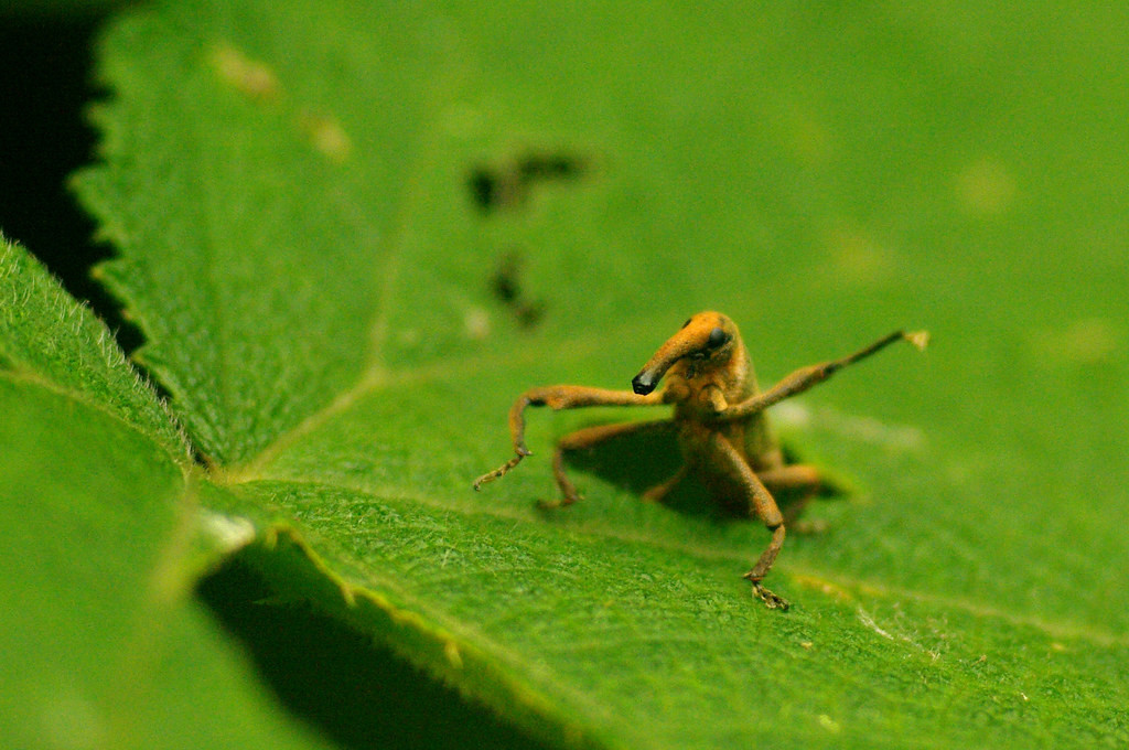 Một loài mọt - được nhận dạng bằng cái miệng dài đặc trưng.
