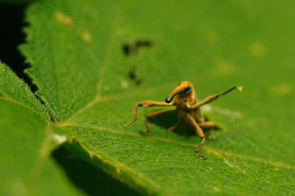 Một loài mọt - được nhận dạng bằng cái miệng dài đặc trưng.
