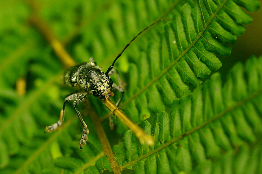 Cận cảnh một loài xén tóc.