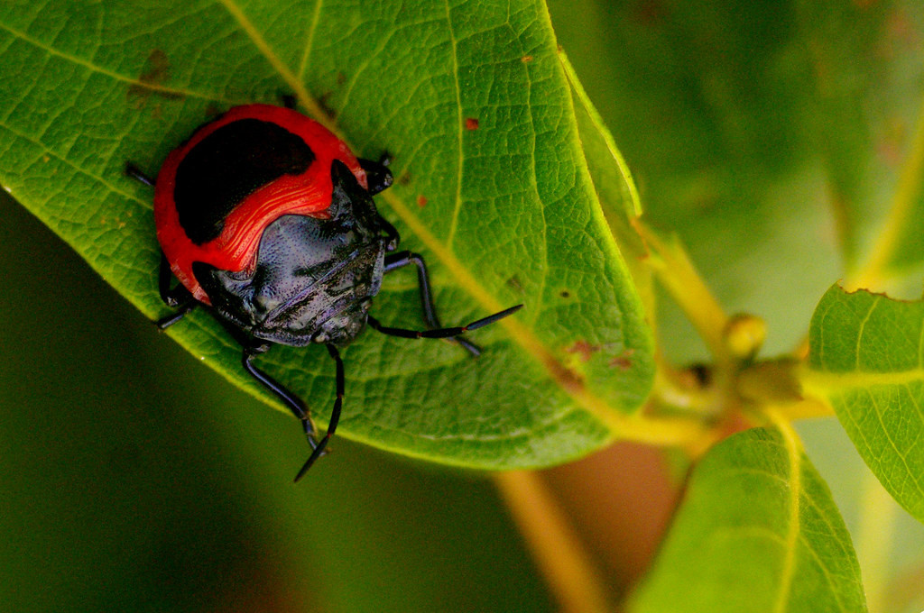Thiếu trùng có hai màu đỏ - đen của một loài bọ xít.
