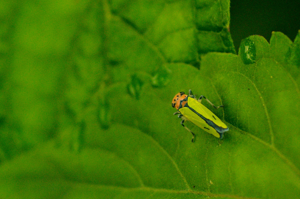Chú rầy lá này có màu sắc khá bắt mắt.