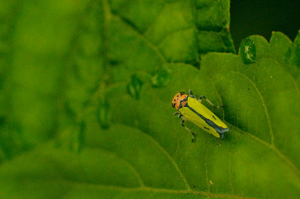 Chú rầy lá này có màu sắc khá bắt mắt.