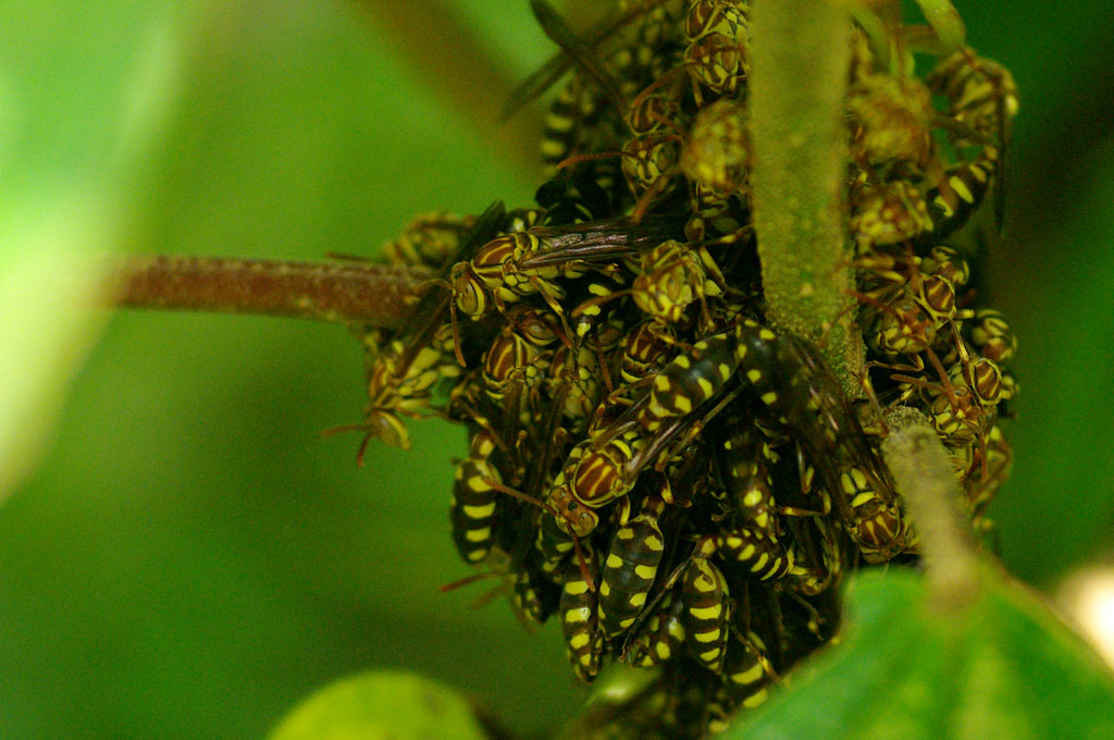 Cuộc tụ họp của những con ong bắp cày.