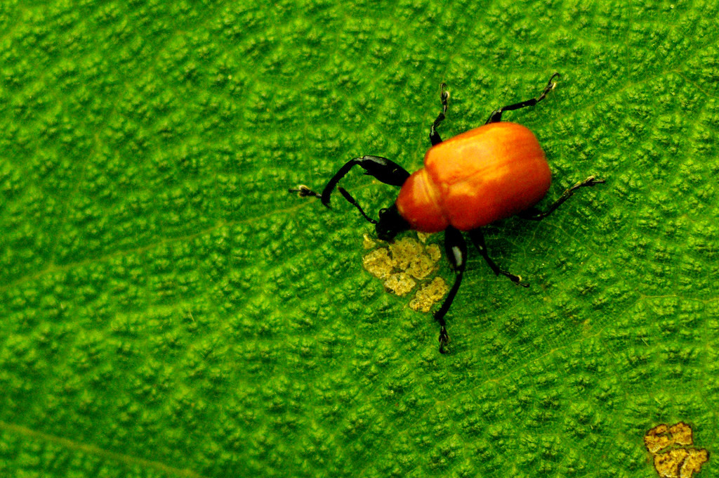 Loài bọ cánh cứng thuộc chi Đuông (Attelabus).