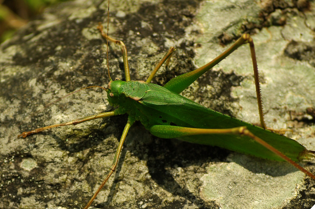 Chú muồm muỗm khổng lồ sưởi nắng trên phiến đá ở vùng núi Hoàng Liên Sơn, Lào Cai.