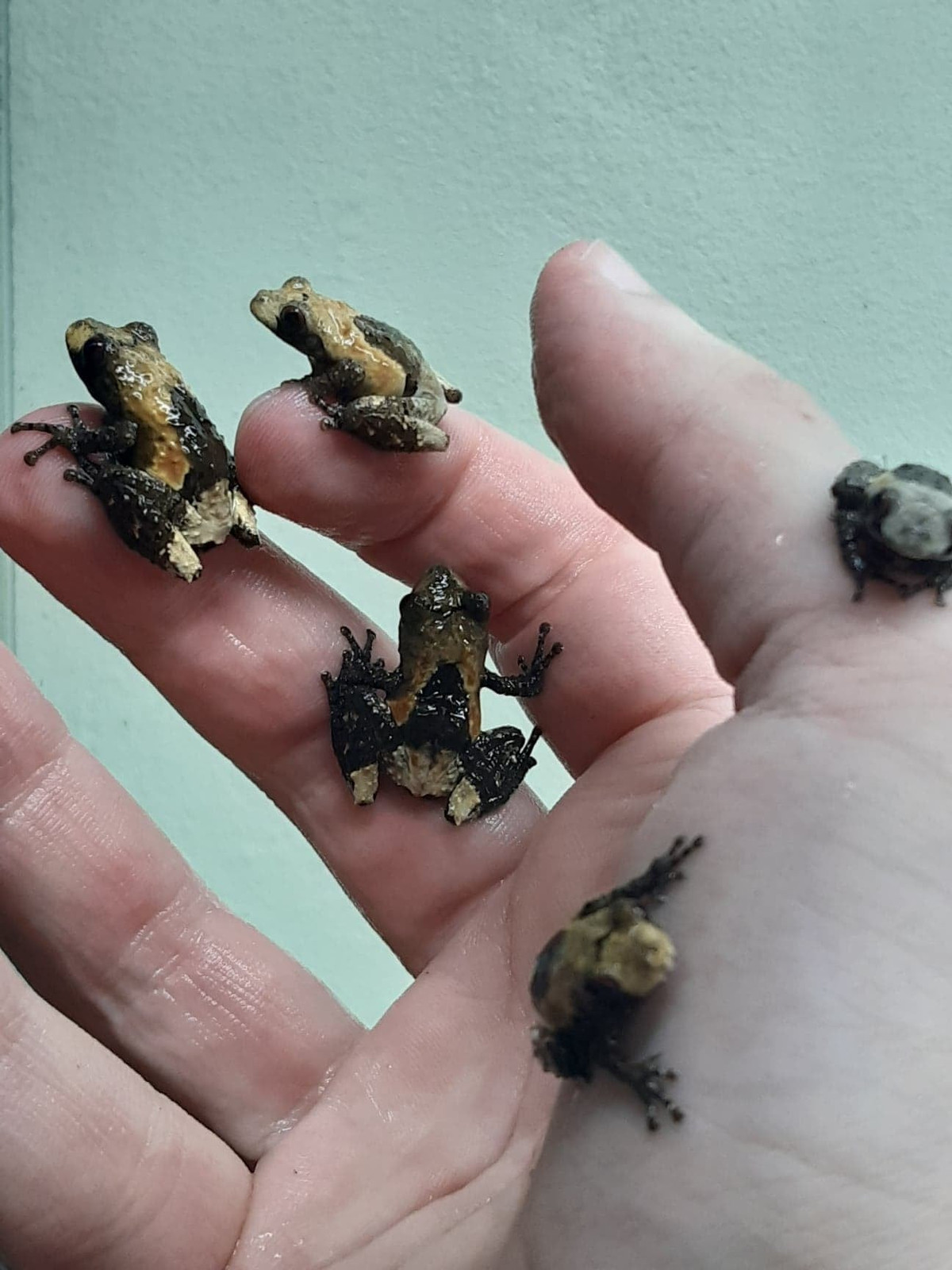 Trên thị trường sinh vật cảnh quốc tế, ếch phân chim Việt Nam được buôn bán như một loài lưỡng cư độc lạ. Chúng cũng được nuôi ở khu vực dành cho lưỡng cư - bò sát tại một số vườn thú trên thế giới. Ảnh: U Pana Ropucha / Facebook.