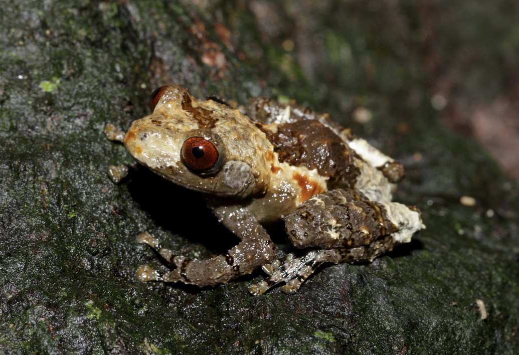 Trên thế giới, chúng phân bố ở khu vực Nam Á, Đông Nam Á và phía Nam Trung Quốc. Ảnh: cowyeow / Flickr.