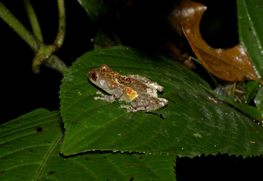 Khi nằm im, những con ếch này trông rất giống đống phân chim. Đây chính là cơ chế ngụy trang hình thành sau quá trình tiến hóa lâu dài, khiến những loài săn mồi nhầm tưởng chúng là thứ "không thể xơi được". Ảnh: cowyeow / Flickr.
