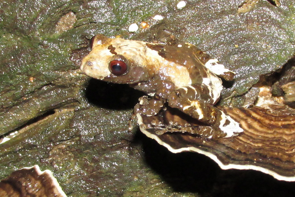 Về mặt sinh thái học, ếch phân chim Việt Nam sống ở các khu vực rừng từ độ cao 400-1.500 mét. Con trưởng thành sống trong các bọng cây to hay cây đổ có chứa nước mưa. Ảnh: Reptiles and Amphibians of Thailand.