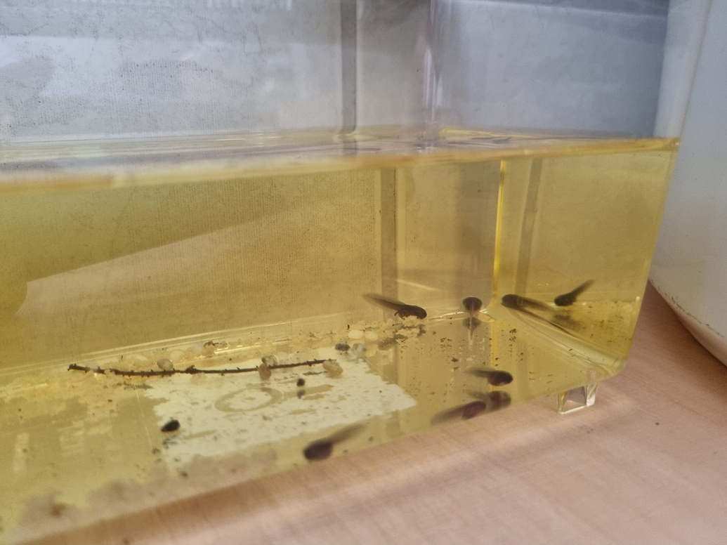 Mùa sinh sản của ếch kéo dài từ tháng 4 tới tháng 10. Trứng đẻ thành đám 5-6 quả dính vào thành bọng cây phía trên mặt nước. Nòng nọc khi phát triển đầy đủ sẽ rơi vào trong nước. Ảnh: Björn Reiting / Facebook.