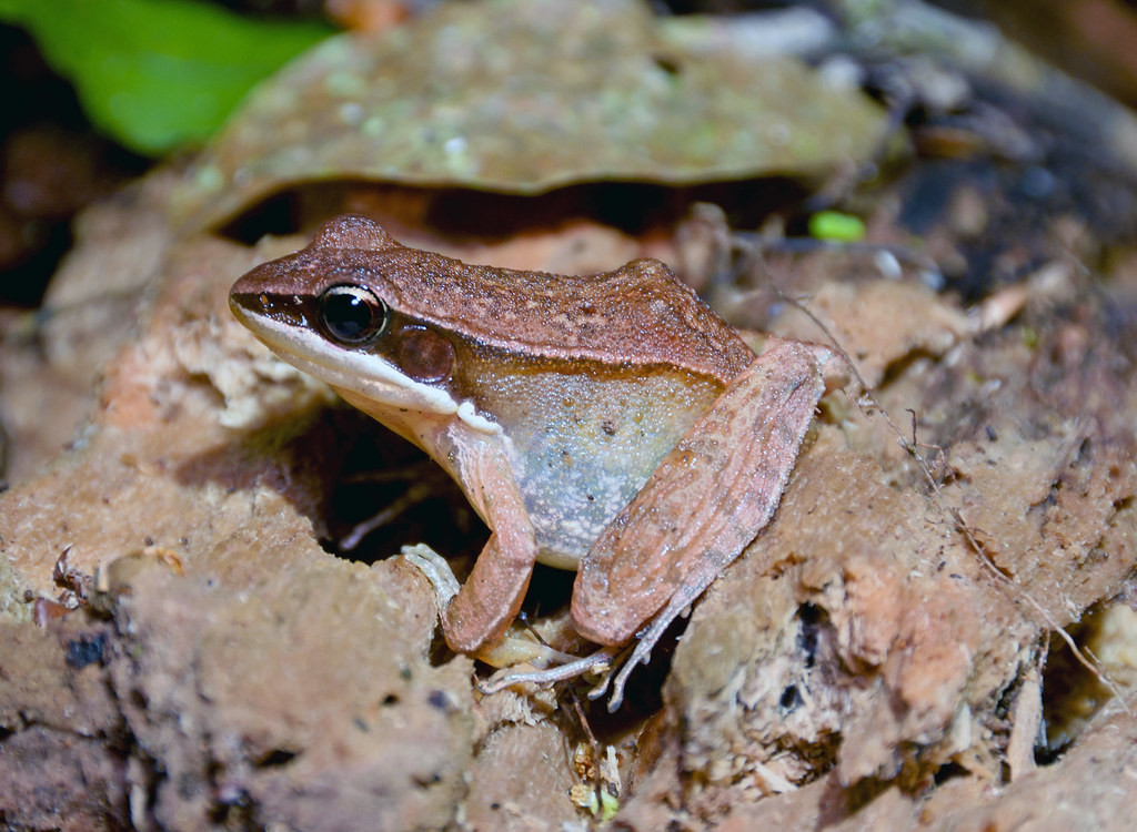 Ếch cao nguyên Langbian (Hylarana montivaga) ở Vườn quốc gia Bidoup Núi Bà. Ảnh: Gary Stephenson / Flickr.