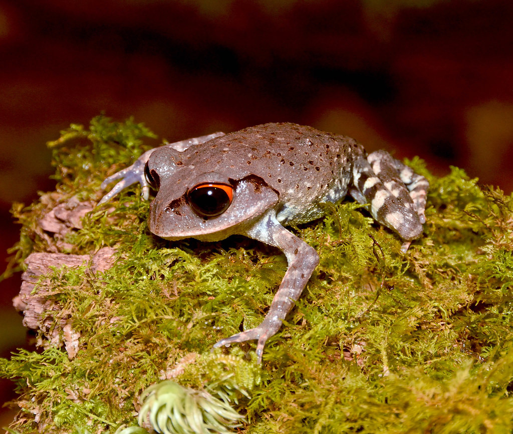 Cóc mày mắt đỏ (Leptobrachium pullum) ở Vườn quốc gia Bidoup Núi Bà. Ảnh: Gary Stephenson / Flickr.